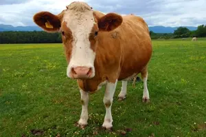 1280px-Brown-Guernsey-cow.png.webp